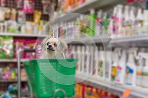 Dog so cute wait a pet owner at pet shop