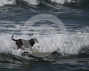 Dog cutting and surfing a wave