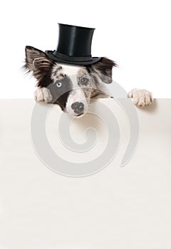 Dog with cylinder hat