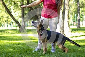 Dog with Cynologist. German Shepherd Training