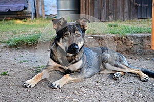 Dog Czechoslovakian wolfdog Lies on the Ground.