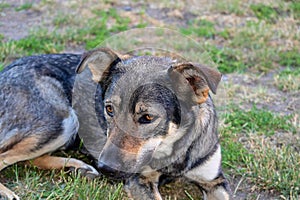 Dog Czechoslovakian wolfdog Lies on the Ground.