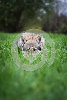 Dog Czechoslovakian wolfdog lies with his nose buried in the grass, sad