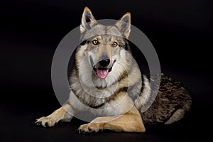 Dog (Czechoslovakian Wolfdog) lying in studio on black background