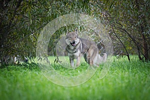 Dog Czechoslovakian wolfdog stands among the bushes