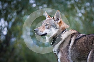 Dog Czechoslovakian wolfdog in the summer in a collar