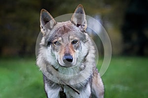Dog Czechoslovakian wolfdog, in the summer. Portrait
