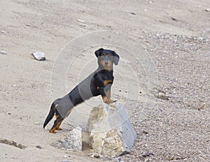 Dog dachshund