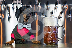 Dog dachshund bartender, black and tan, in a bow tie and a suit at the bar counter sells a large glass of beer on the background o