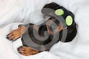 Dog dachshund, black and tan, relaxed from spa procedures on face with cucumber, covered with a towel