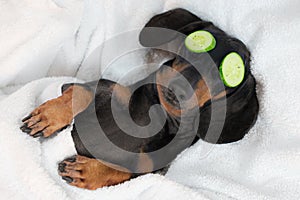 Dog dachshund, black and tan, relaxed from spa procedures on face with cucumber, covered with a towel photo