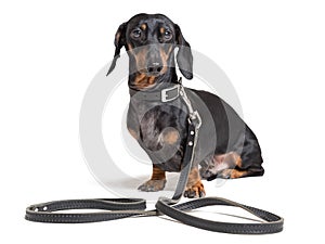 Dog dachshund, black and tan, sitting in a collar on a leash waiting for a walk, isolated on a white background