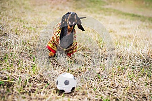 Dog of the dachshund breed, black and tan, dressed in a sweater playing with a soccer football ball on a meadow
