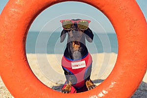 A dog Dachshund breed, black and tan, in a red blue suit of a lifeguard and red sunglasses, sits on orange lifebuoy, a sandy beach