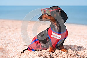 A dog Dachshund breed, black and tan, in a red blue suit of a lifeguard and red sunglasses, sits on a sandy beach against the sea