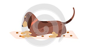 Dog of dachshund breed lying on mat. Playful doggy with tail raised up. Puppy pet on rug. Cute happy animal. Flat vector