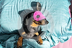 Dog dachshund puppy asleep comfortably in bed in the rays of the morning sun with a bandage for sleeping on the face