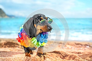 Dog dachshund puppy in dark round glasses and bright Hawaiian decoration of lei stands on beach against background of