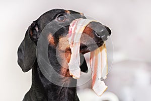Dog dachshund, with a slice of bacon on the nose, looks scared, stealing food from the table