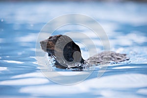 Dog, Dachshund, swimming in blue water