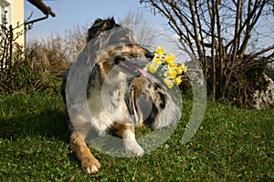 Dog with daffodils