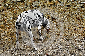 Dog dalmatian