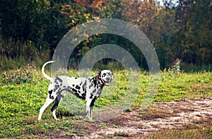 Dog Dalmatian