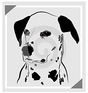 Dog dalmatian