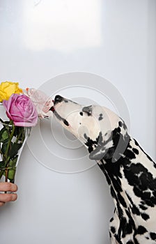 Dog dalmatian and bouquet of roses in a glass vase. White background, free space for design