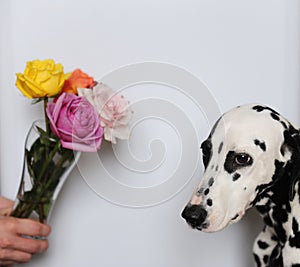 Dog dalmatian and bouquet of roses in a glass vase. White background, free space for design