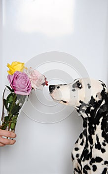 Dog dalmatian and bouquet of roses in a glass vase. White background, free space for design