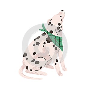 Dog of Dalmatian breed. Cute bicolor doggy with black spots on hair, coat. Purebred canine animal. Spotty dalmation pet