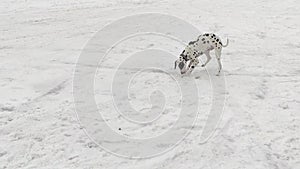 Dog Dalmatian digging snow. Dalmatian playing in the snow.