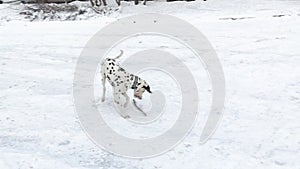 Dog Dalmatian digging snow. Dalmatian playing in the snow.