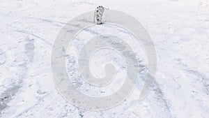 Dog Dalmatian digging snow. Dalmatian playing in the snow.