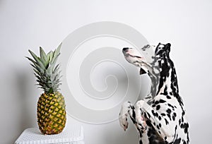 Dog dalmatian on hind legs and pineapple on a white background.