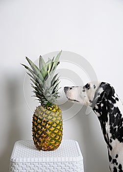 Dog dalmatian and pineapple on a white background. Looks at the fruit
