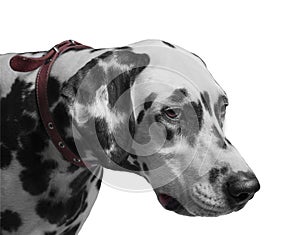 Dog Dalmatian portrait i