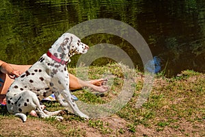 Dog Dalmatian protects the hostess on the lake on a Sunny day