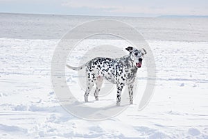 Dog dalmatians snow winter ocean