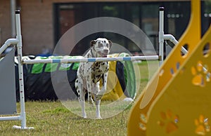 Dog dalmatin, is running in agility.