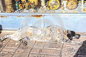 Dog with Dalmation type spots lying stretched out in sun on sidewalk in front of Greek souvenir shop in Ancient Corinth Greece