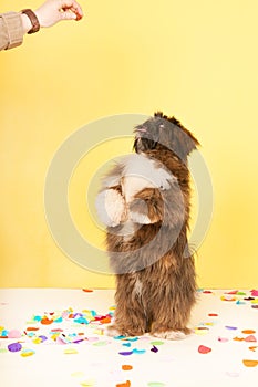 Dog dancing for food photo