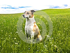 Dog in the dandelion meadow (145)