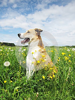 Dog in the dandelion meadow (50)