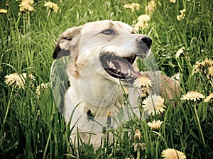 Dog in the dandelion meadow, portrait, photo