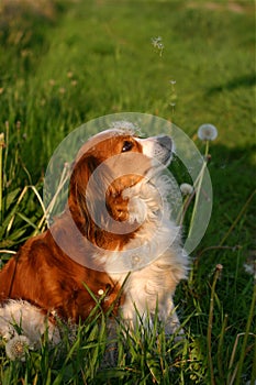 Dog with dandelions