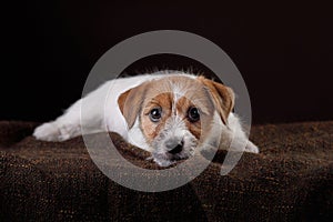 Dog on a on a dark background. jack russell terrier puppy,