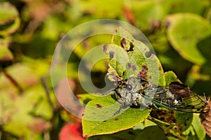 Dog-day Cicada