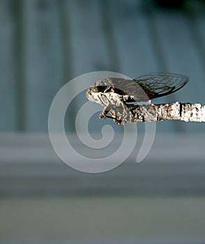 Dog Day Cicada On Limb